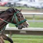 Two horses head to head in race.