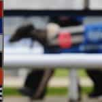 A greyhound on parade at a race meeting.