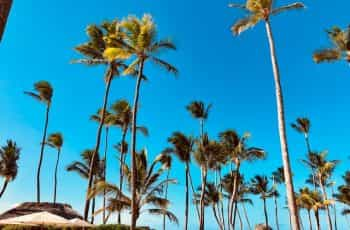 Palm trees against a blue sky in the Dominican Republic.